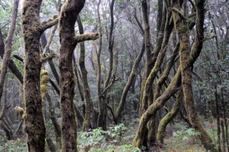 Deszczowy las na La Gomera